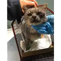 Foto dell\'animale gatto - Matr. 2018/2564 - Microchip 380260043854273