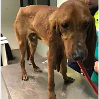 Foto dell\'animale cane - Matr. 2018/2565 - Microchip 380260043853748