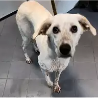 Foto dell\'animale cane - Matr. 2018/2566 - Microchip 380260043853941