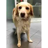 Foto dell\'animale cane - Matr. 2018/2568 - Microchip 380260100083094