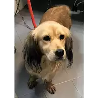 cane - Matr. 2018/2569 - Microchip 380260043854057