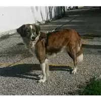 Foto dell\'animale cane - Matr. 2016/1934 - Microchip 380260042700234