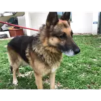 Foto dell\'animale cane - Matr. 2018/2573 - Microchip 380260000723061