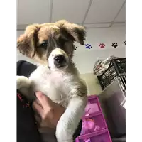 Foto dell\'animale cane - Matr. 2018/2575 - Microchip 380260043854156