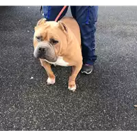Foto dell\'animale cane - Matr. 2018/2578 - Microchip 985121004949689