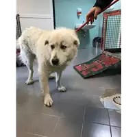 Foto dell\'animale cane - Matr. 2018/2581 - Microchip 380260042279249