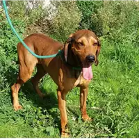 Foto dell\'animale cane - Matr. 2016/1914 - Microchip 380260002508798