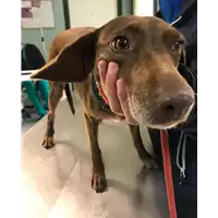 Foto dell\'animale cane - Matr. 2018/2577 - Microchip 380260043853747