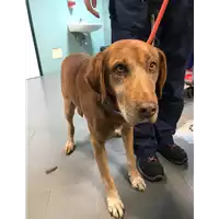 Foto dell\'animale cane - Matr. 2018/2576 - Microchip 380260043854564