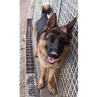 cane - Matr. 2018/2582 - Microchip 380260100668643