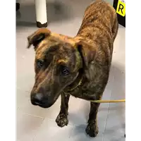 Foto dell\'animale cane - Matr. 2018/2584 - Microchip 380260043854251