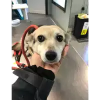 Foto dell\'animale cane - Matr. 2018/2586 - Microchip 380260000905748