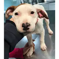 Foto dell\'animale cane - Matr. 2018/2585 - Microchip 380260043853580