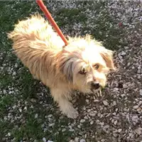 Foto dell\'animale cane - Matr. 2018/2588 - Microchip 380260043854092