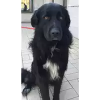 Foto dell\'animale cane - Matr. 2018/2587 - Microchip 380260043853901