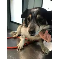 Foto dell\'animale cane - Matr. 2018/2589 - Microchip 380260043854303