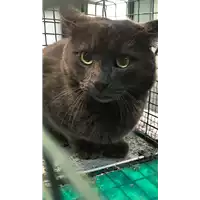 Foto dell\'animale gatto - Matr. 2018/2590 - Microchip 380260043854275