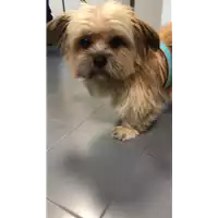 Foto dell\'animale cane - Matr. 2018/2515 - Microchip 642099000502904
