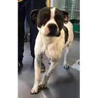 Foto dell\'animale cane - Matr. 2018/2594 - Microchip 380260043853635