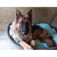 cane - Matr. 2018/2595 - Microchip 380260043853838