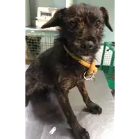 Foto dell\'animale cane - Matr. 2018/2593 - Microchip 380260043853844