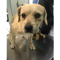 Foto dell\'animale cane - Matr. 2018/2592 - Microchip 380260043854184