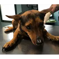 Foto dell\'animale cane - Matr. 2018/2375 - Microchip 380260043686744