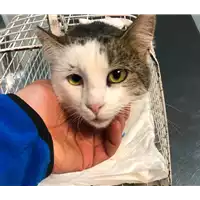 Foto dell\'animale gatto - Matr. 2018/2596 - Microchip 380260043854059