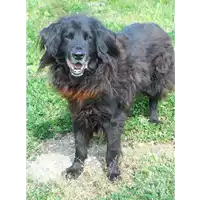 Foto dell\'animale cane - Matr. 2009/0271 - Microchip 981100000759993