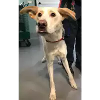 Foto dell\'animale cane - Matr. 2018/2597 - Microchip 380260043854543