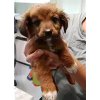 Foto dell\'animale cane - Matr. 2018/2341 - Microchip 380260043531484