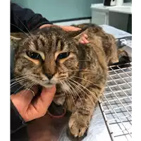 Foto dell\'animale gatto - Matr. 2018/2602 - Microchip 380260043854022
