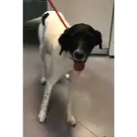 Foto dell\'animale cane - Matr. 2018/1500 - Microchip 380260002230828