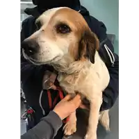 Foto dell\'animale cane - Matr. 2018/2598 - Microchip 380260000045291