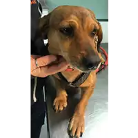 Foto dell\'animale cane - Matr. 2018/2599 - Microchip 380260042877472