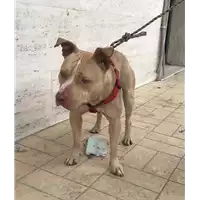 Foto dell\'animale cane - Matr. 2018/2606 - Microchip 380260043854122