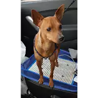 Foto dell\'animale cane - Matr. 2018/2607 - Microchip 380260043634091