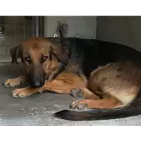 Foto dell\'animale cane - Matr. 2018/1789 - Microchip 380260042816190