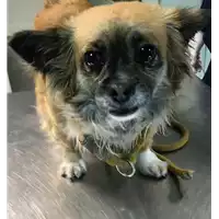 Foto dell\'animale cane - Matr. 2018/2608 - Microchip 642099000329446