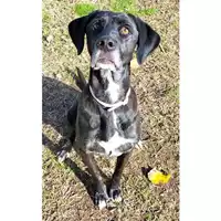 Foto dell\'animale cane - Matr. 2018/0450 - Microchip 380260043500759