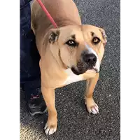 Foto dell\'animale cane - Matr. 2018/2611 - Microchip 380260043847967