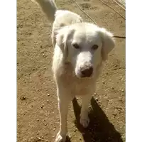 Foto dell\'animale cane - Matr. 2016/1963 - Microchip 380260042789006