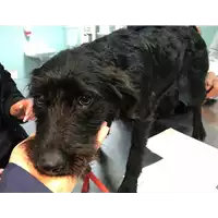 Foto dell\'animale cane - Matr. 2018/2609 - Microchip 380260043624184