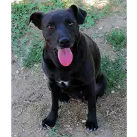 Foto dell\'animale cane - Matr. 2018/2612 - Microchip 380260043634130