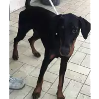 Foto dell\'animale cane - Matr. 2018/2613 - Microchip 380260101178885