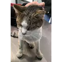 Foto dell\'animale gatto - Matr. 2018/2614 - Microchip 380260043848479