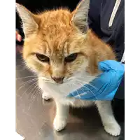 Foto dell\'animale gatto - Matr. 2018/2616 - Microchip 380260043634139