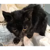 Foto dell\'animale gatto - Matr. 2018/2567 - Microchip 380260043847668