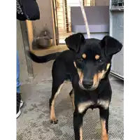 Foto dell\'animale cane - Matr. 2018/2617 - Microchip 380260043634061