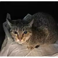 Foto dell\'animale gatto - Matr. 2018/2619 - Microchip 380260043520475